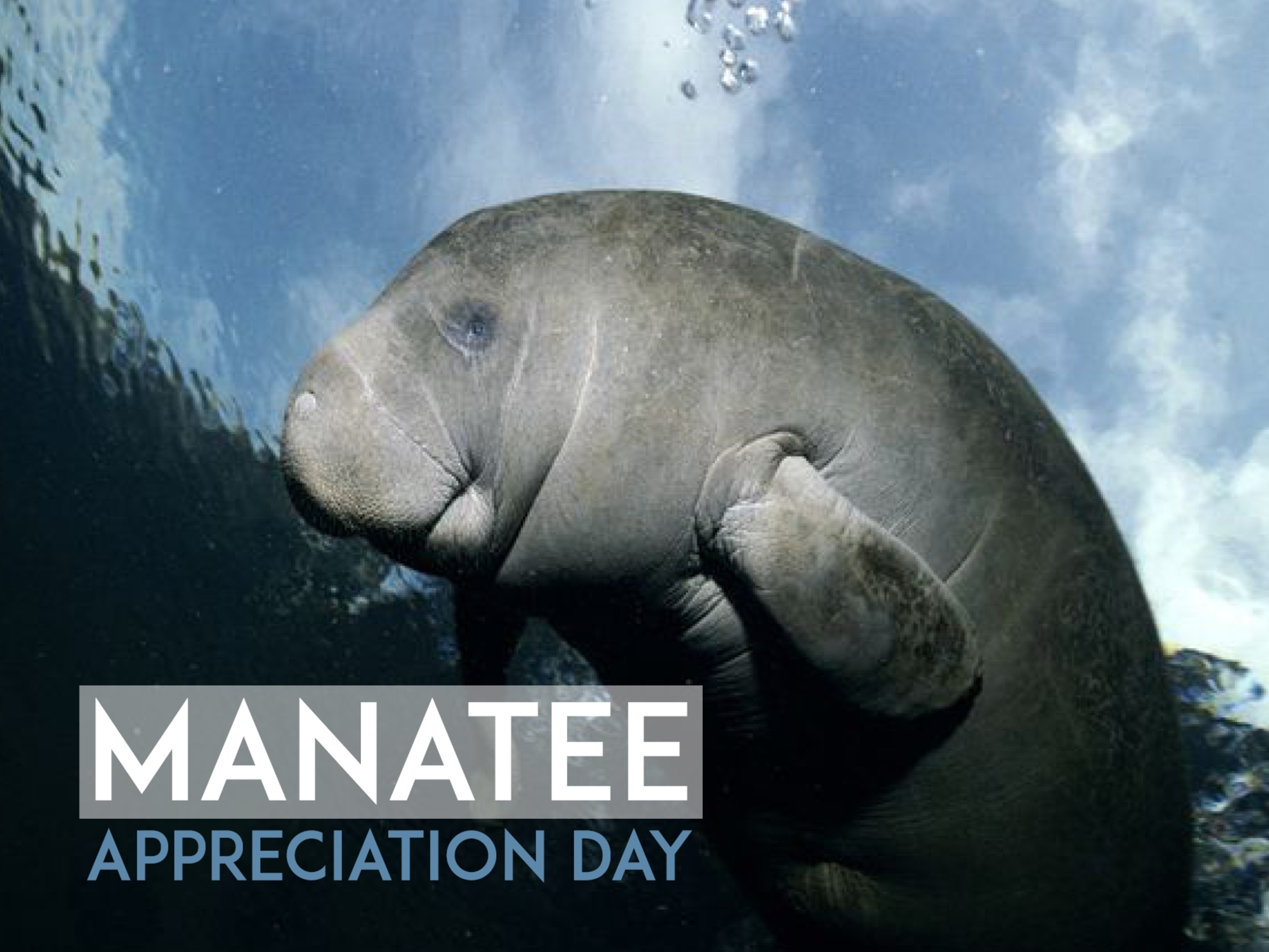 Manatee Appreciation Day 2019 Qualads