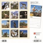 Goats In Trees 2019 Wall Calendar Calendars