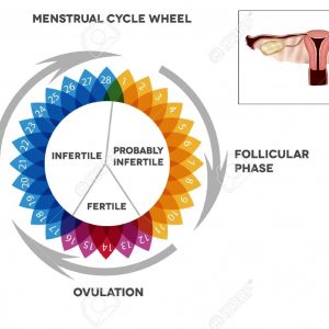 Menstrual Cycle Calendar Detailed Diagram Of Female Menstrual