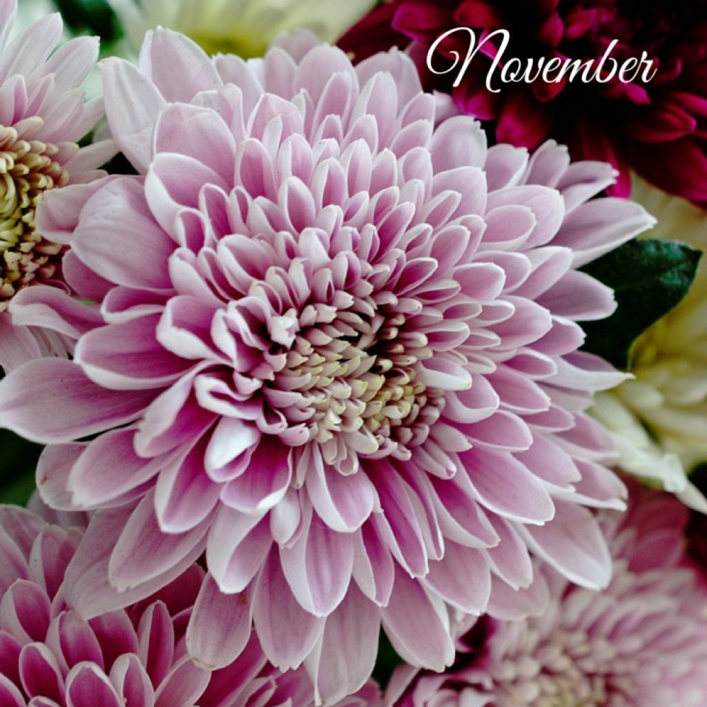 Birth Flowers November Chrysanthemums All About Gardens