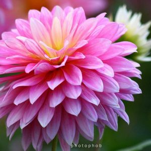 November Birth Month Flower November Calendar Pinterest