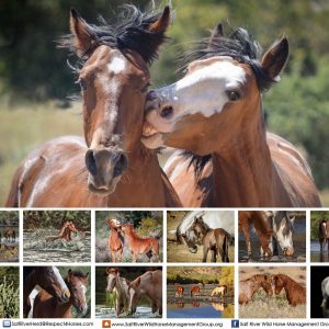 2019 Salt River Wild Horse Calendar Salt River Wild Horse