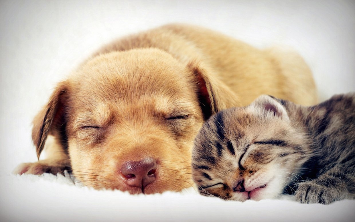 51 Awesome Adorable And Inspirational Quotes About Pets For 