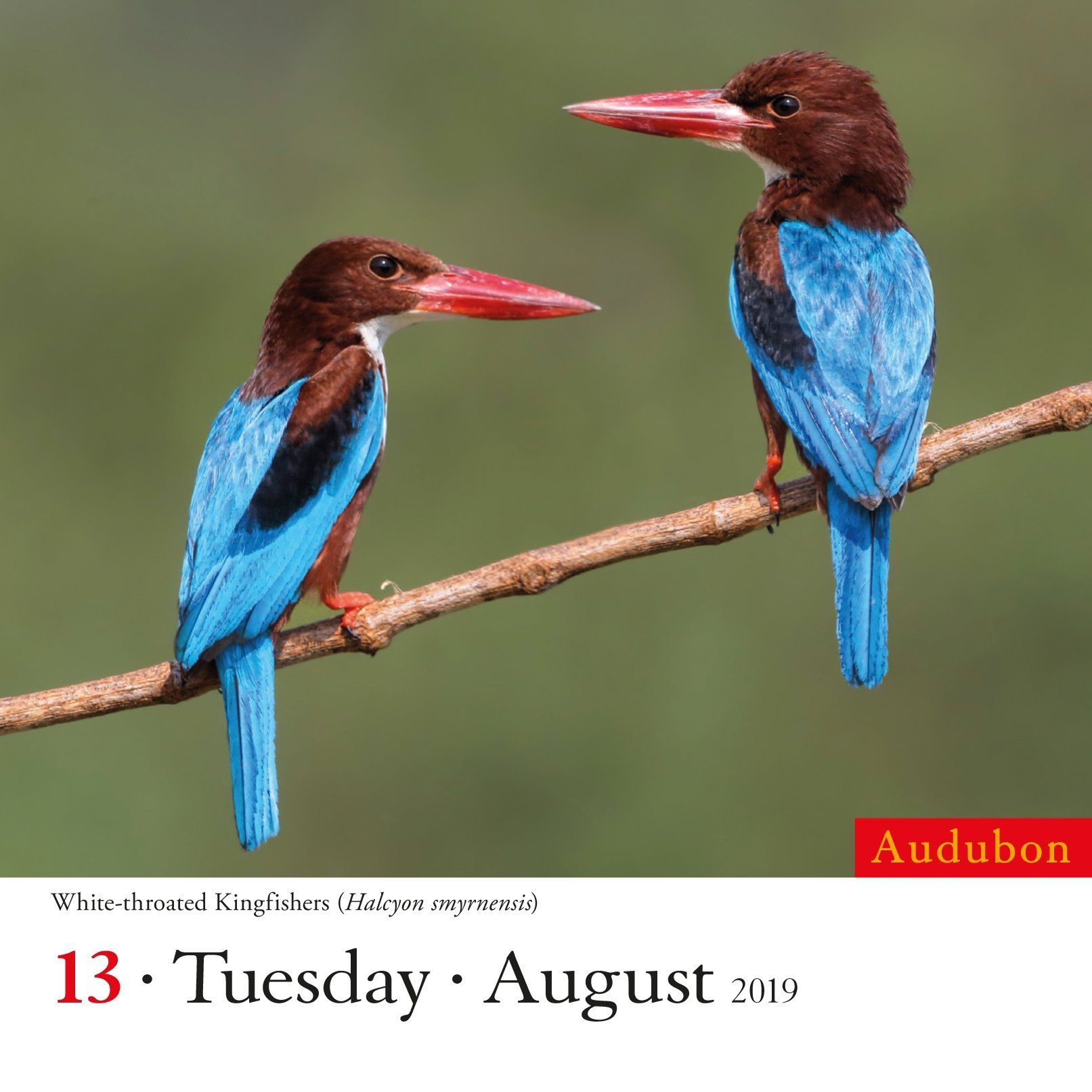 Audubon Birds Page A Day Calendar 2019 Calendar Day To Day