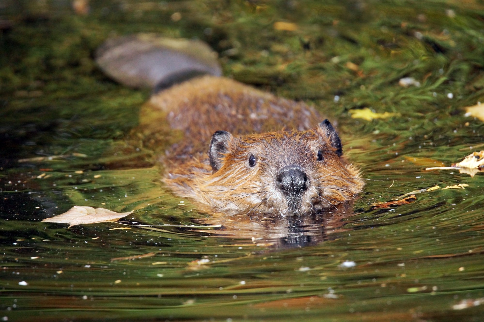 Beaver Day Days Of The Year