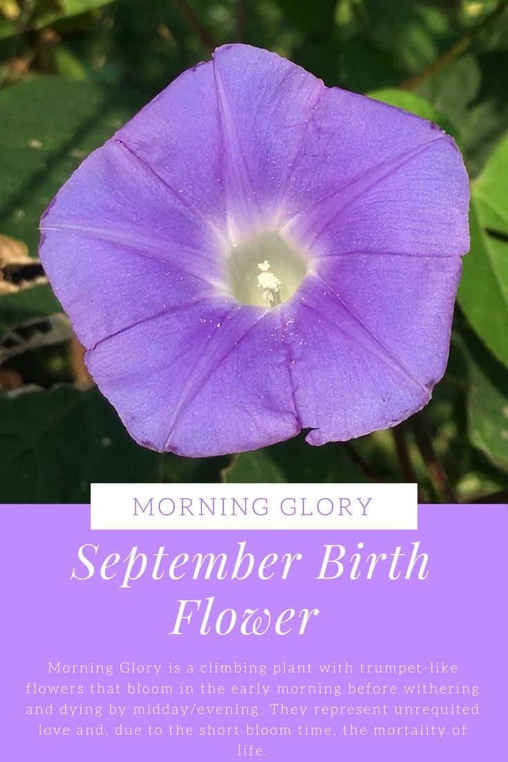 Born In September One Of Your Birth Flowers Is The Morning Glory 