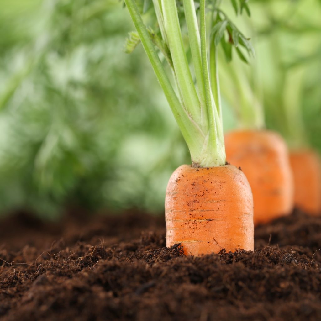 Carrot Day Days Of The Year