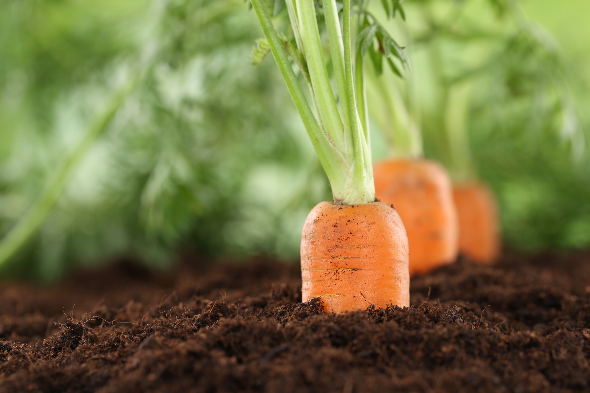 Carrot Day Days Of The Year