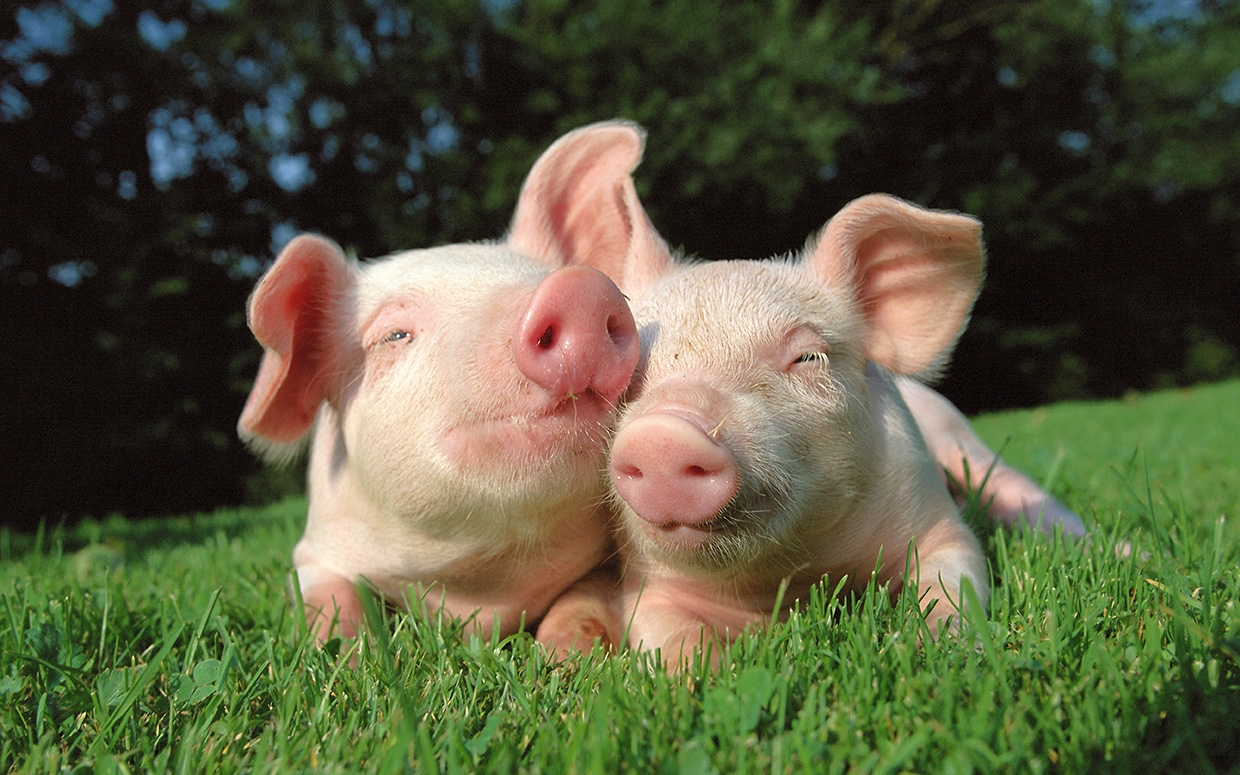 Celebrate National Pig Day With These 5 Facts