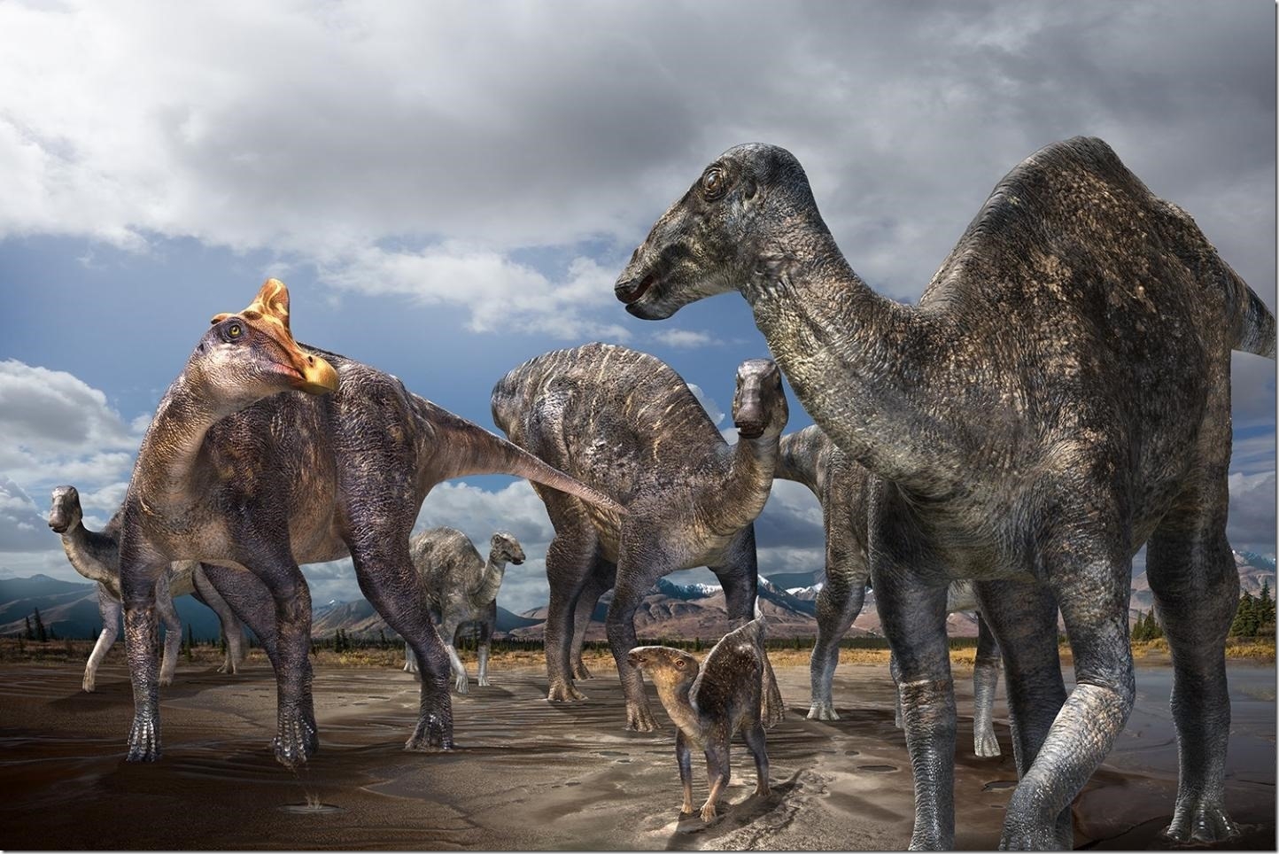 First Confirmed Occurrence Of A Lambeosaurine Dinosaur Found On