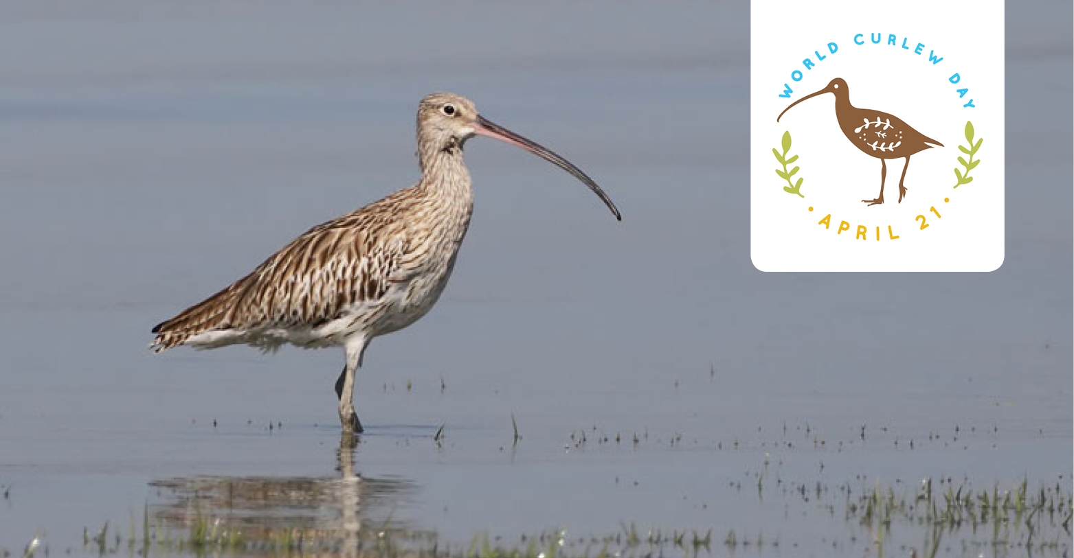 First World Curlew Day To Be Launched Tomorrow Aewa