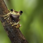 Frog Jumping Day Days Of The Year