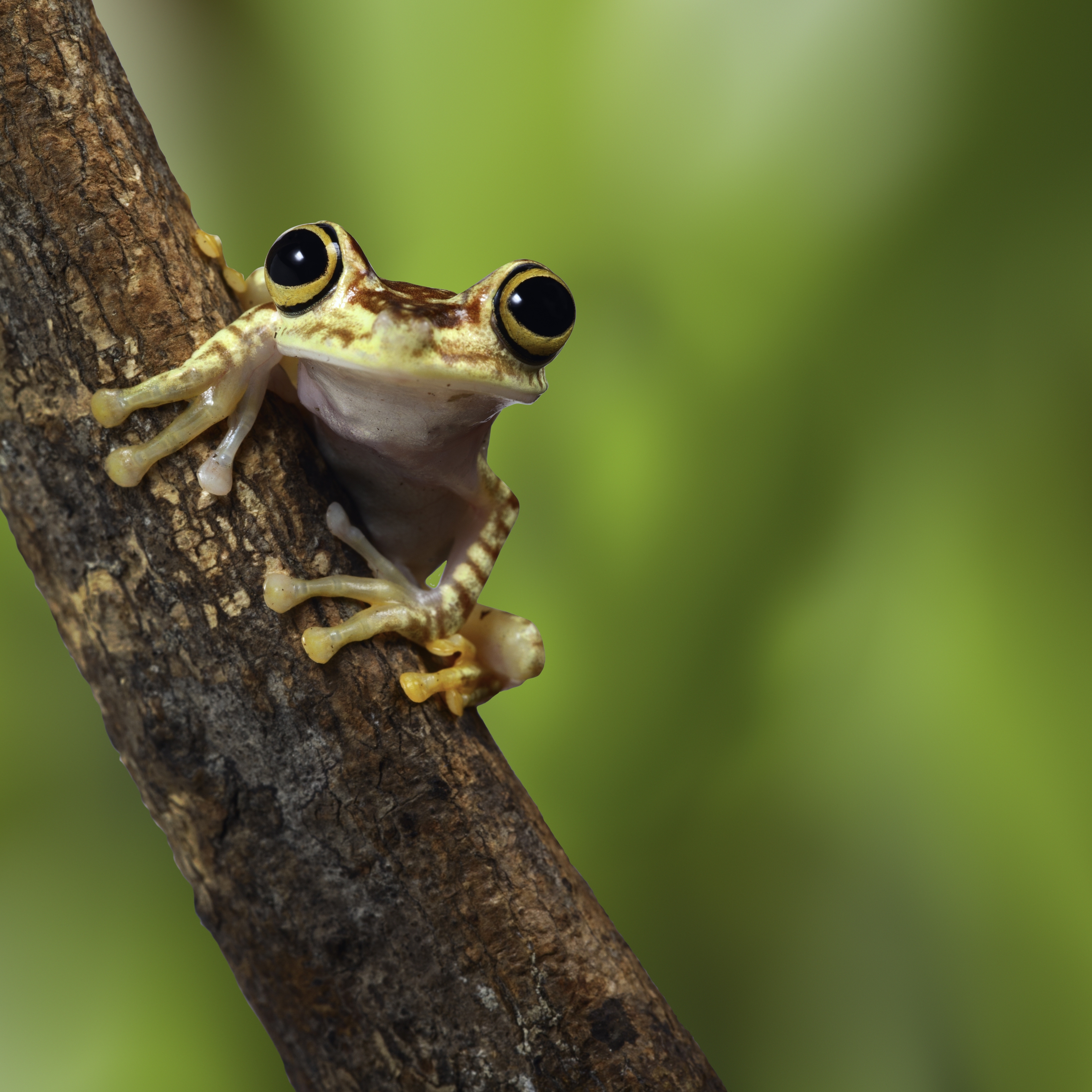 Frog Jumping Day Days Of The Year 