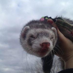 Happy National Ferret Day Meet My Youngest Fuzzball Bisley Ferrets