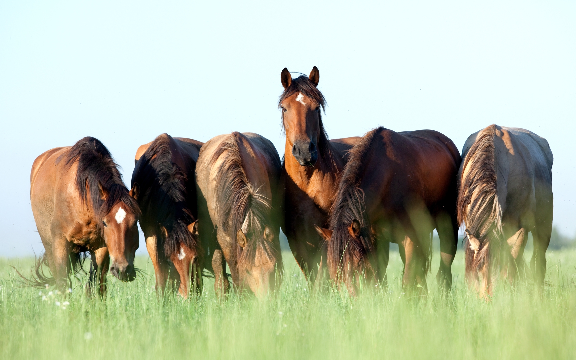 Horse Protection Day Days Of The Year 