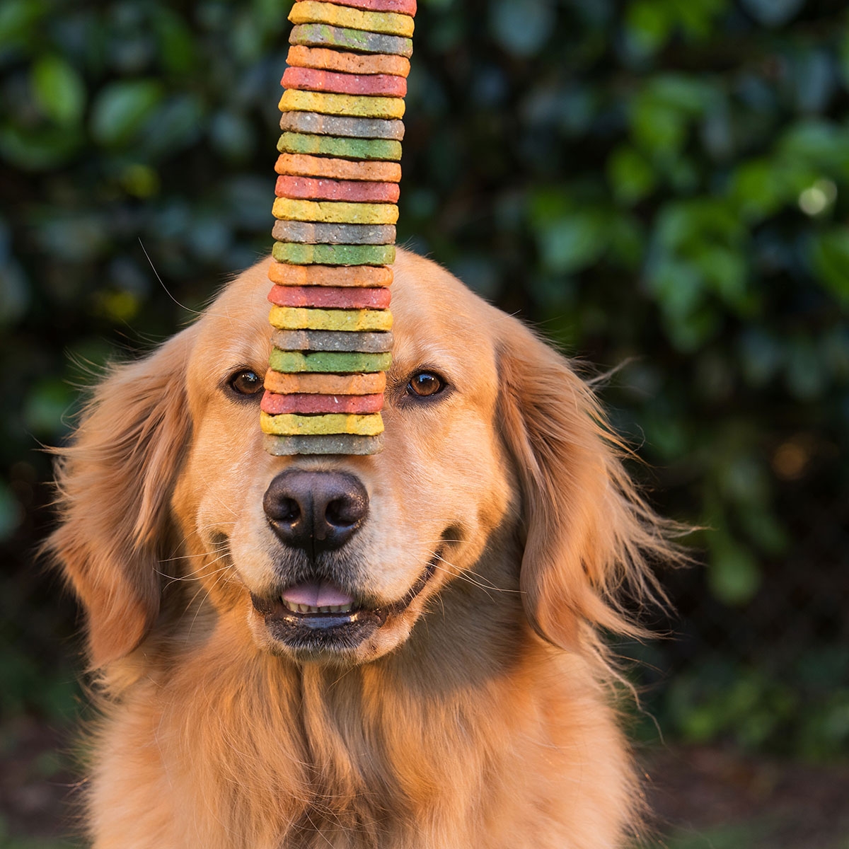 International Dog Biscuit Appreciation Day February 23 2019 