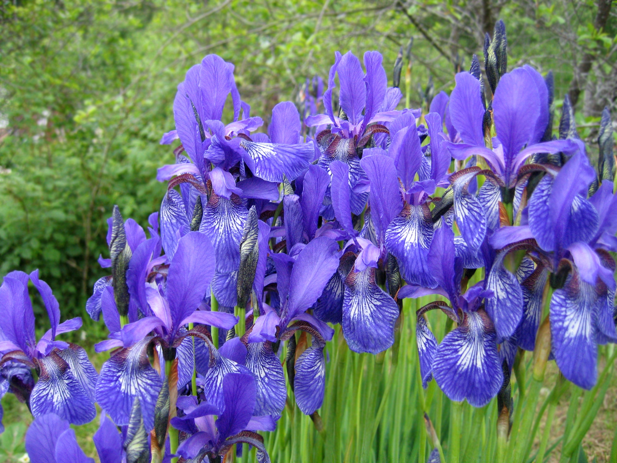 Iris Day Days Of The Year 