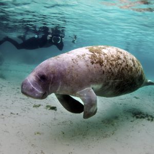 Manatee Appreciation Day Days Of The Year