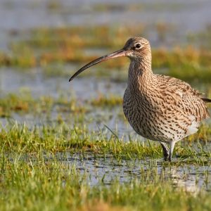 Mary Colwell On Twitter Only 15 Weeks To World Curlew Day April