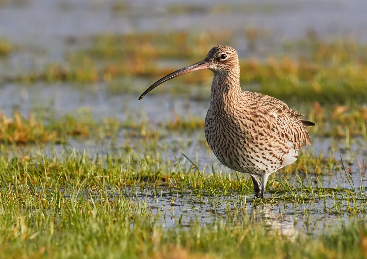 Mary Colwell On Twitter Only 15 Weeks To World Curlew Day April 