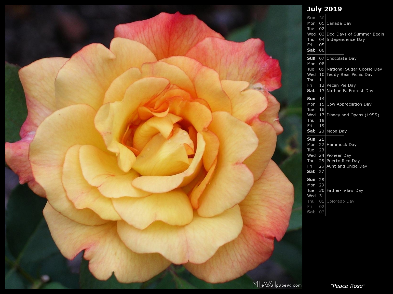 Mlewallpapers Peace Rose Calendar 