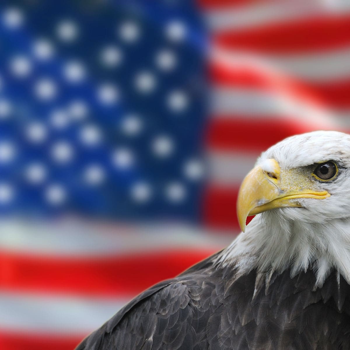 National American Eagle Day June 20 2019 National Today 