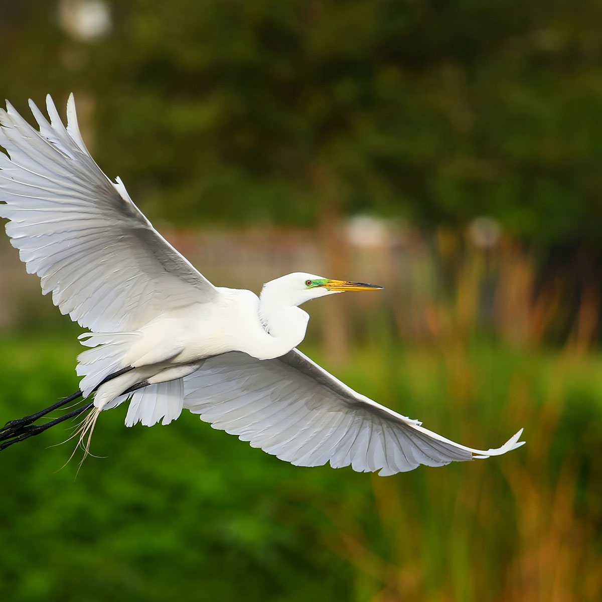 National Bird Day January 5 2019 National Today 