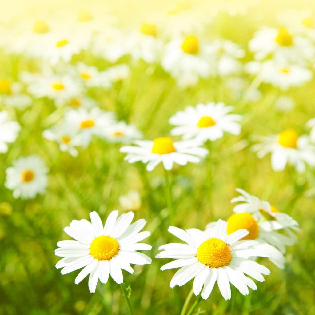 National Daisy Day January 28 2019 National Today