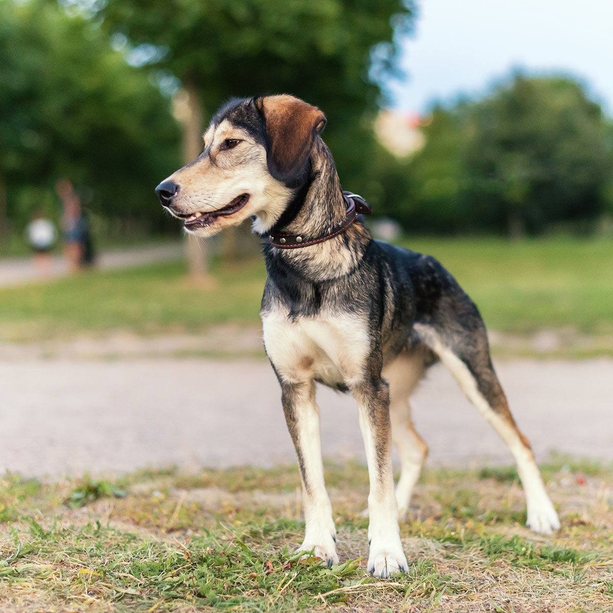 National Mutt Day July 31 2019 National Today 