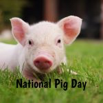 National Pig Day In 20192020 When Where Why How Is Celebrated