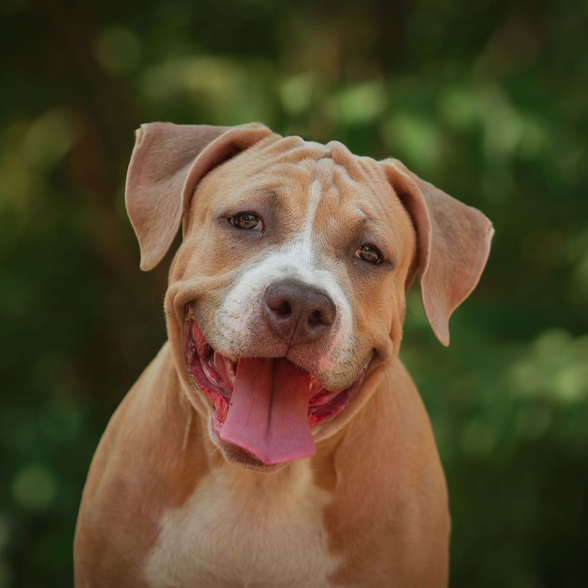 National Pit Bull Awareness Day October 27 2019 National Today 