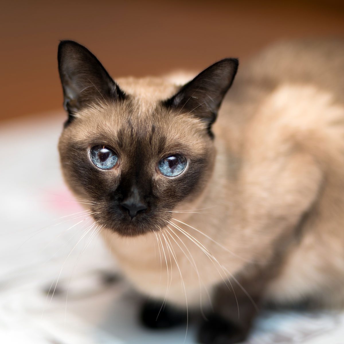 National Siamese Cat Day April 6 2019 National Today 