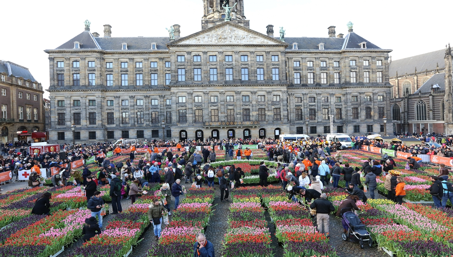 National Tulip Day I Amsterdam