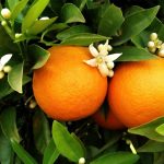 Orange Blossom Day Days Of The Year