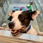 Pet Of The Week 2019 Pets Wtop