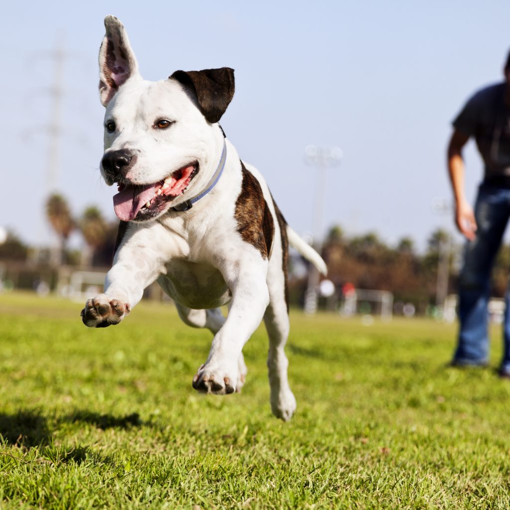 Pet Owners Independence Day Days Of The Year