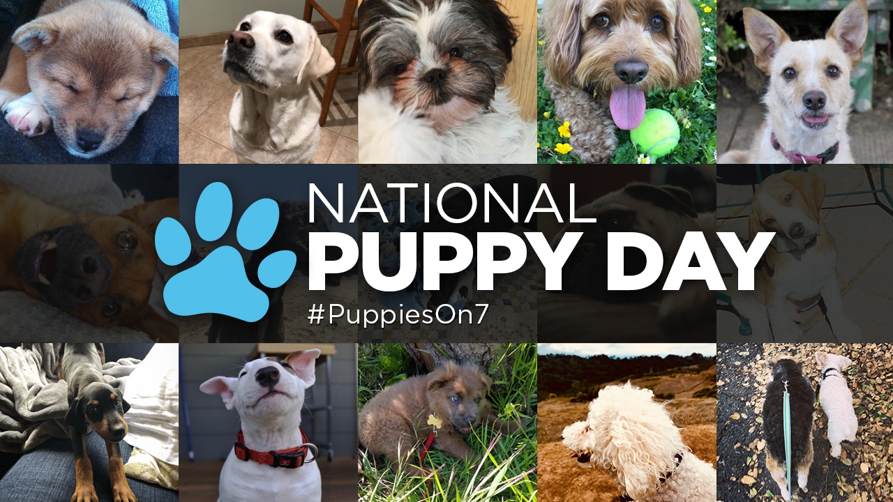 Photos Puppies At Abc7 For 2019 National Puppy Day Adoption Event 