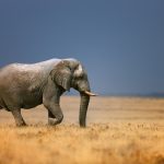 Save The Elephant Day Days Of The Year