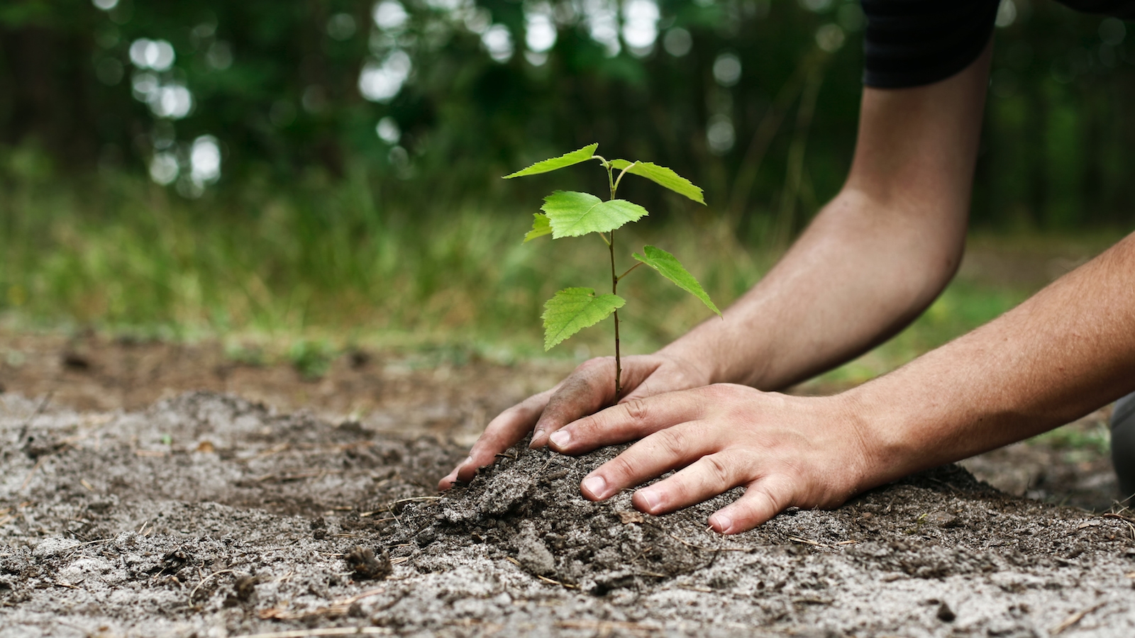 Tu Bishvat 2019 My Jewish Learning 