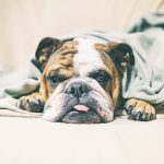 What Breed Farts The Most And Other Things To Know On Dog Farting