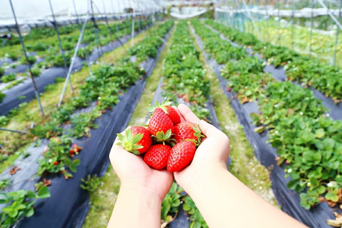 Убери фрукты. Strawberry picking. Strawberry in Farm. Фулл дей клубника с холодком. Strawberry Farm Tour.