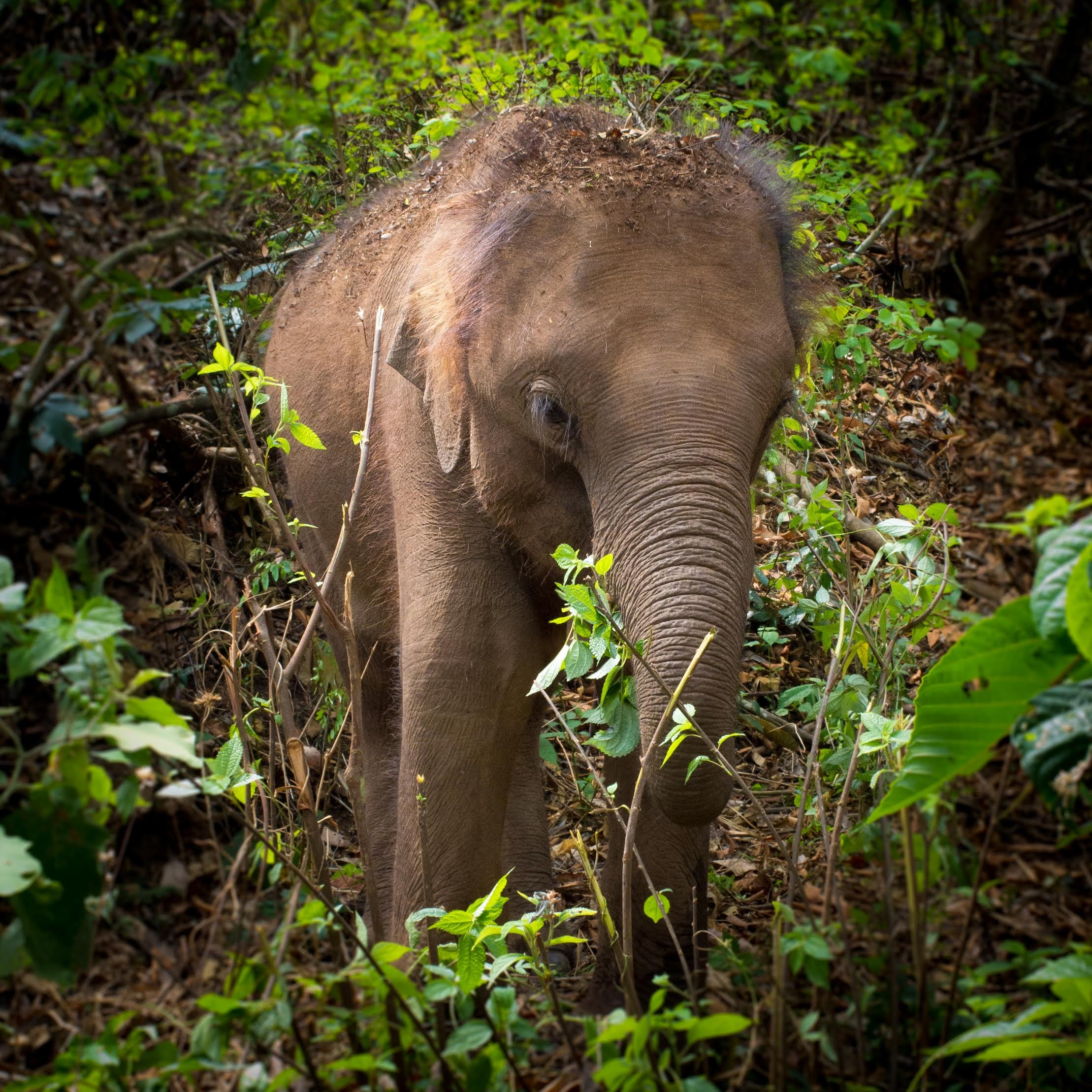 World Elephant Day 