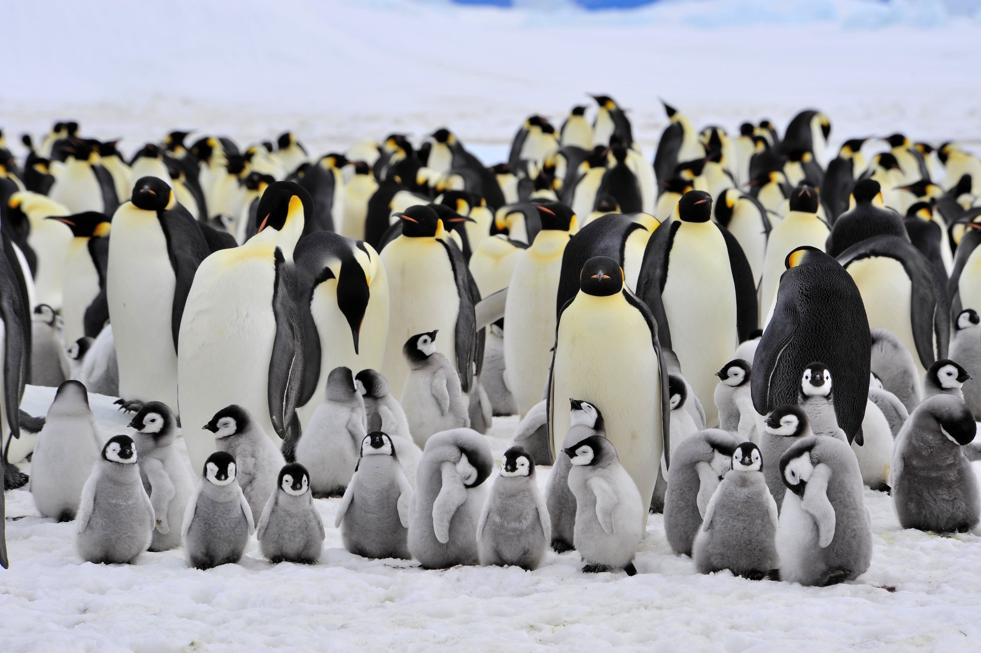 World Penguin Day Days Of The Year