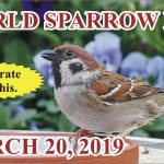 World Sparrow Day 2019 Youtube