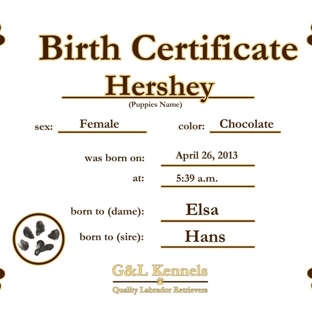 Dog Birth Certificate Template Puppy Birth Certificates Cjs Pup