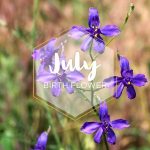 July Birth Flower Larkspur Ftd