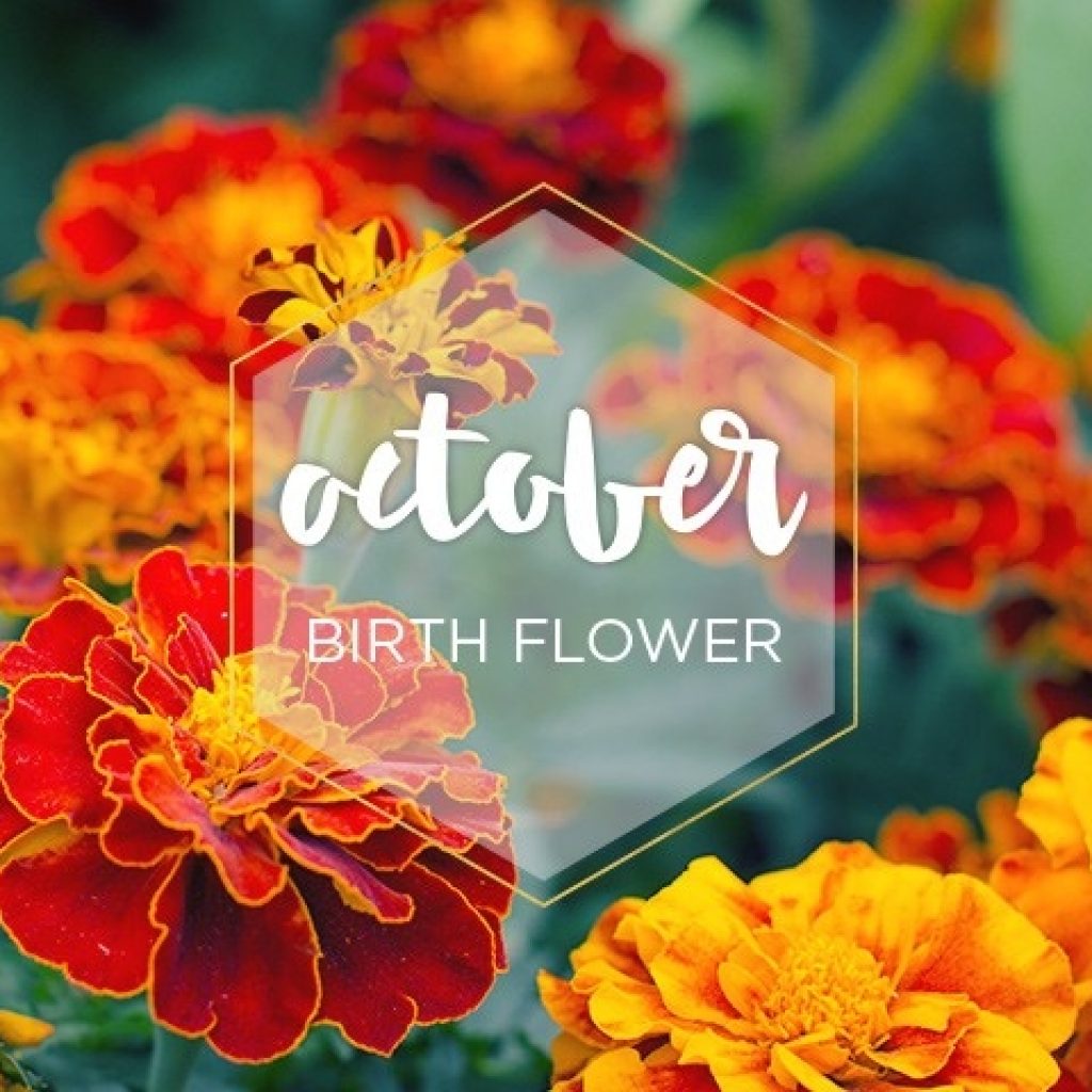 October Birth Flower Marigold Ftd