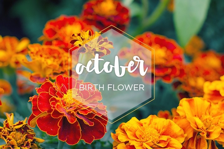 October Birth Flower Marigold Ftd