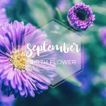 September Birth Flower Aster Ftd