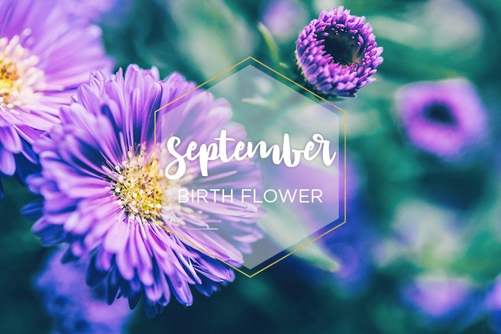 September Birth Flower Aster Ftd